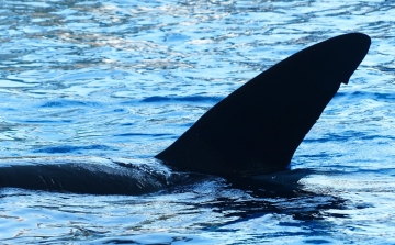 Elpusztult a világ legidősebb ismert kardszárnyú delfinje