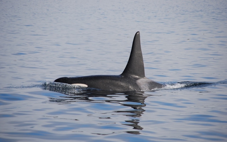 Több mint 80 kis kardszárnyú delfin pusztult el Florida partjainál