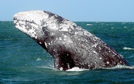 Rekordtávolságot tett meg egy szürke bálna