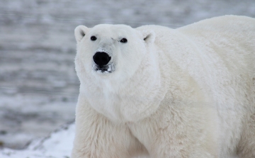 A világ legszomorúbb jegesmedvéje kapott egy kis szabadságot