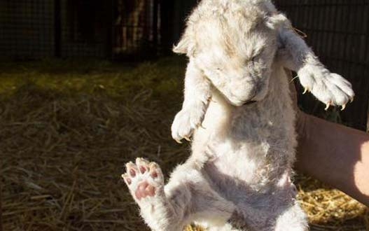 Rendkívül ritka, fehér oroszlán született egy Madrid közeli cirkuszban