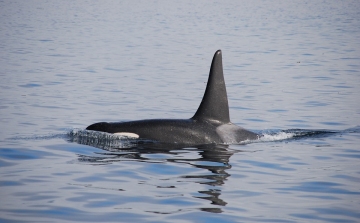 Több mint 80 kis kardszárnyú delfin pusztult el Florida partjainál