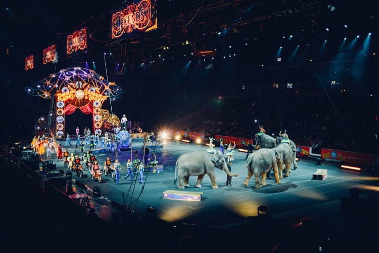 Beszüntetnék a vadállatos produkciókat a brit cirkuszokban 