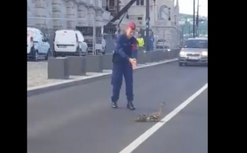 Rendőrök segítették a Parlamentnél a kacsacsalád közlekedését