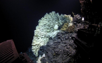 A világ legnagyobb tengeri szivacsát fedezték fel Hawaii közelében