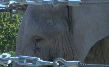 Elefántok világnapja a győri állatkertben is