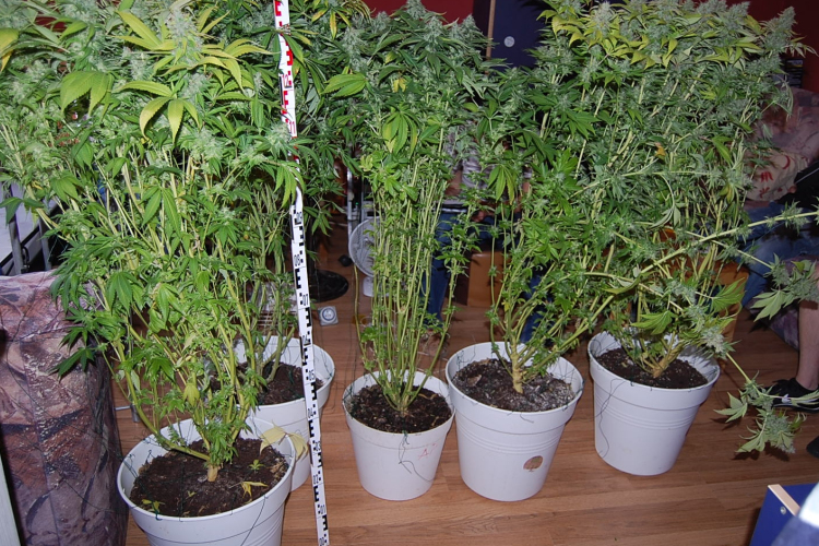 Fürdőszobában „nevelgetett” vadkender 