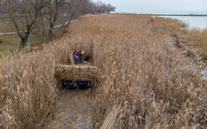 Már zajlik a nádaratás a Balatonon