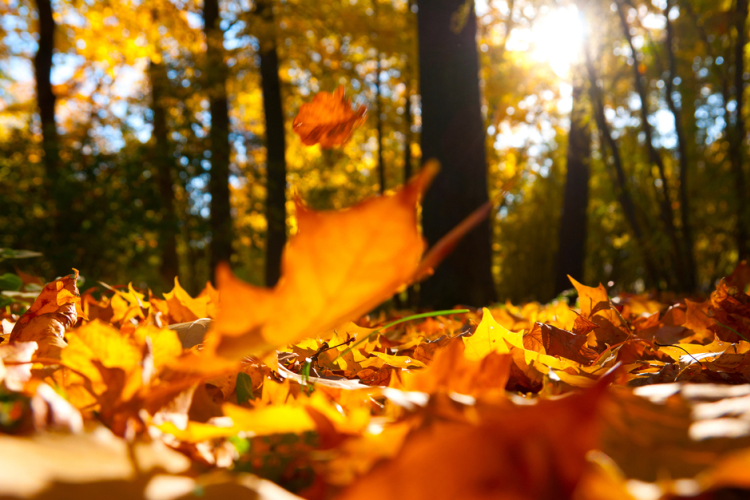 Idén sem marad el a vénasszonyok nyara