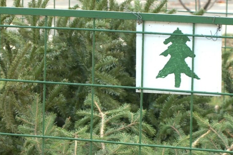 Több, mint 110 helyen gyűjti a kidobott karácsonyfákat a Győr-Szol