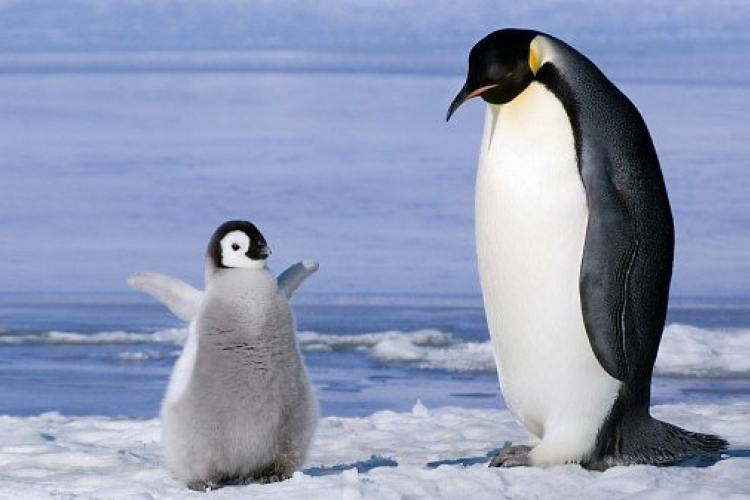 Ember méretű pingvin maradványaira bukkantak Új-Zélandon 