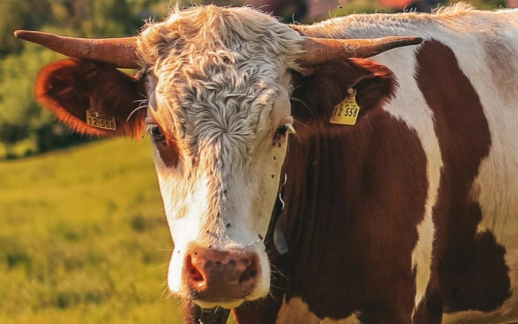 Nagy István: újabb szigorítások és intézkedések jönnek a ragadós száj- és körömfájás megfékezése érdekében