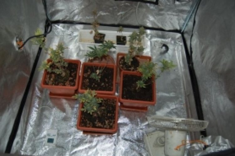 Kábítószert termesztett győri lakásában