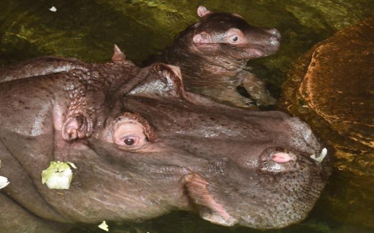 Víziló ölt meg egy nőt Dél-Afrikában