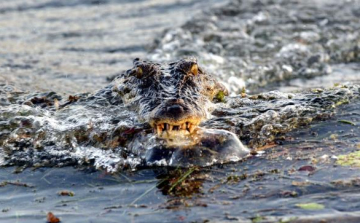 Órákig küzdött egy ausztrál férfi a rátámadó krokodilokkal