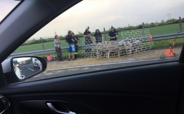 Elszabadultak a bárányok az autópályán