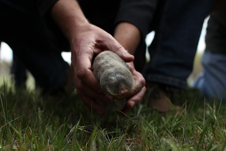 A földikutya lett 2018 emlőse