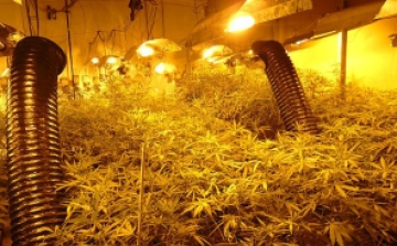 Kábítószert termesztett a raktárépületben - videóval