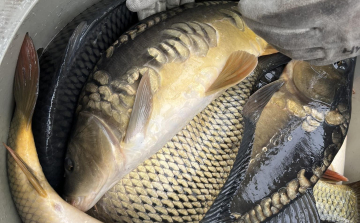 Haltelepítések év vége előtt