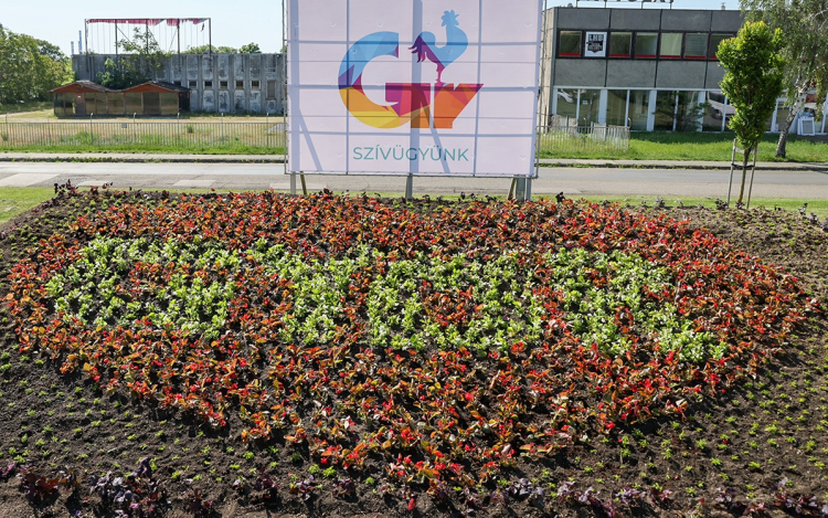 Két hét alatt borul virágba Győr