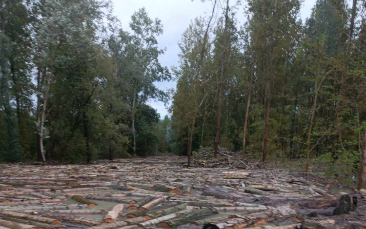 Árvíz után: óriási kár a faanyagban és a vadállományban