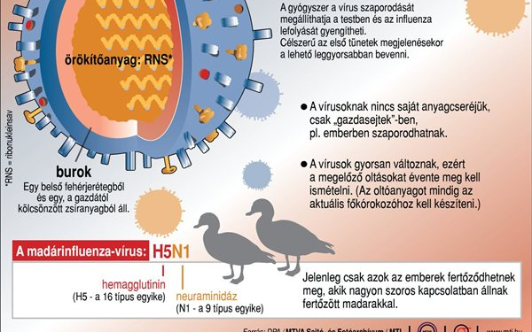 Az agresszív influenzavírus