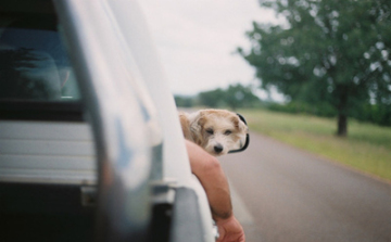 Házi kedvence miatt karambolozott 
