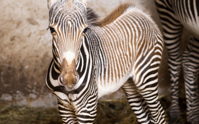 Grévy-zebra az újév első állatbébije