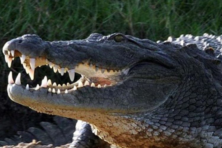 Krokodil falt fel egy 10 éves kisgyereket a Fülöp-szigeteken 