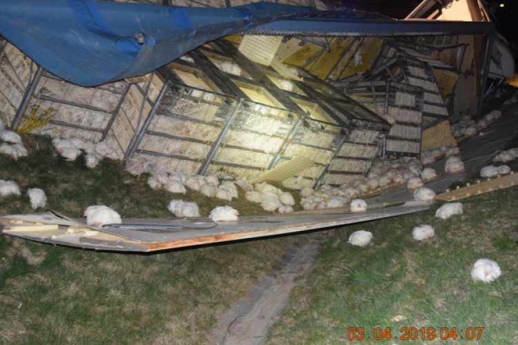 Döglött és élő csirkék hevertek hajnalban az R1-es gyorsforgalmi úton