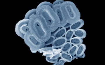 Egysejtű alga kapta nevét az A kék bolygó című sorozatról