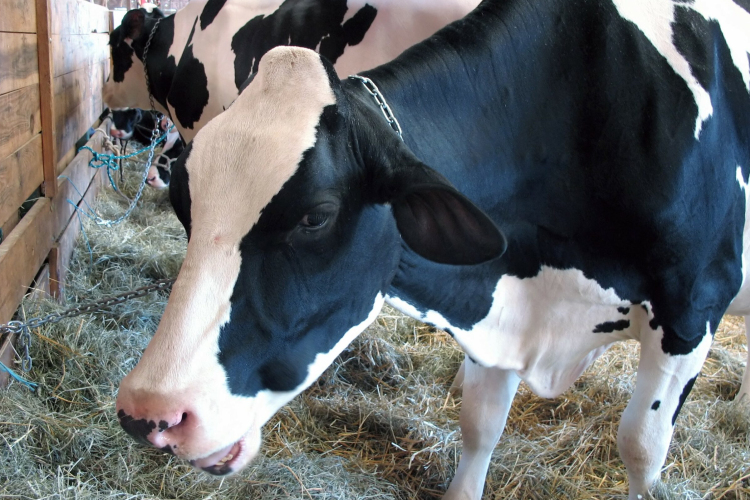 Befejeződött a ragadós száj- és körömfájással fertőzött telepek felszámolása