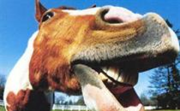 Lovakat szöktető ló