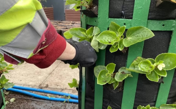 Nemsokára virágba borul a belváros