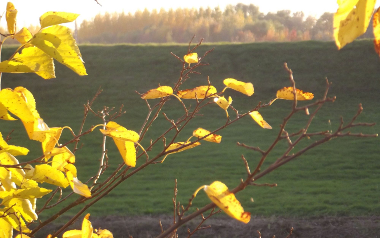 Novemberi „kánikula”: 20 fok Győrben