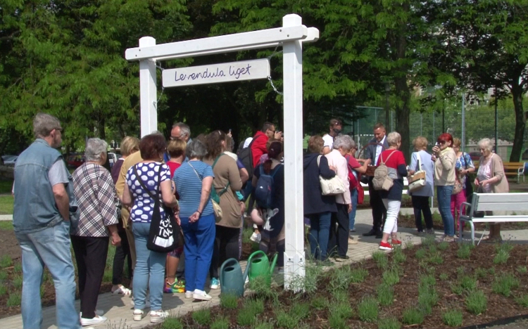 Levendulaliget a panelházak között