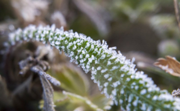 A hét közepéig maradnak a fagyos hajnalok, majd visszatér a tavaszias idő