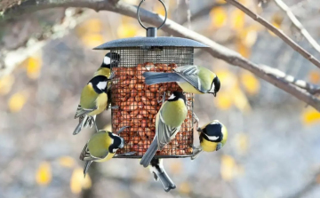 Tíz település nyert madárvédelmi eszközöket az MME pályázatán
