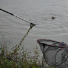 IV. Győri Szuperinfó Családi Piknik és Amatőr Horgászverseny Fotó: Novák Attila