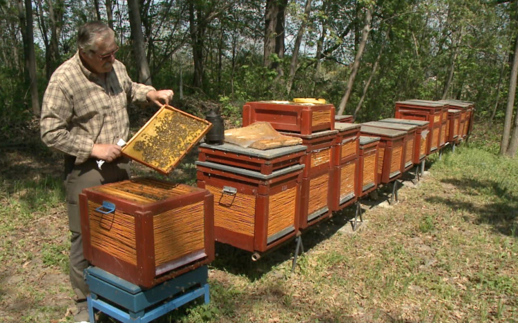 Óvni kell a méheket