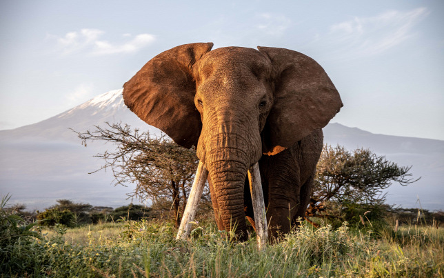 Elpusztult az egyik utolsó óriásagyarú afrikai elefánt