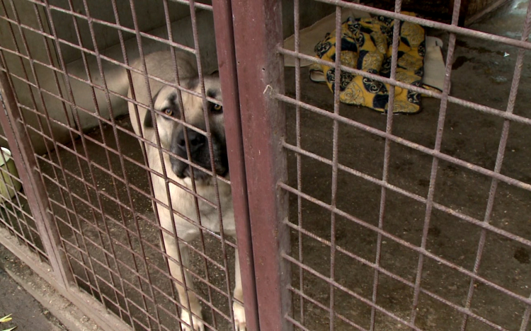 Drámai a helyzet a menhelyen