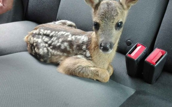 Rendőrök mentették meg az őzgidát