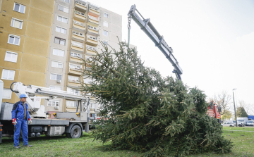 Megkezdődött a Mindenki karácsonyfáinak felállítása Győrben