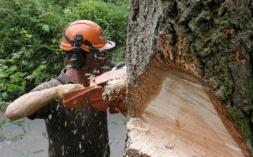 Tüzet okozott a favágással