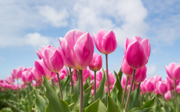 Nincs nőnap virág nélkül