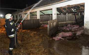 Elpusztult mintegy száz sertés egy hizlaldában keletkezett tűzben Lázinál