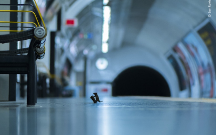 A nap fotója: Verekedő egereket kaptak lencsevégre a metróban