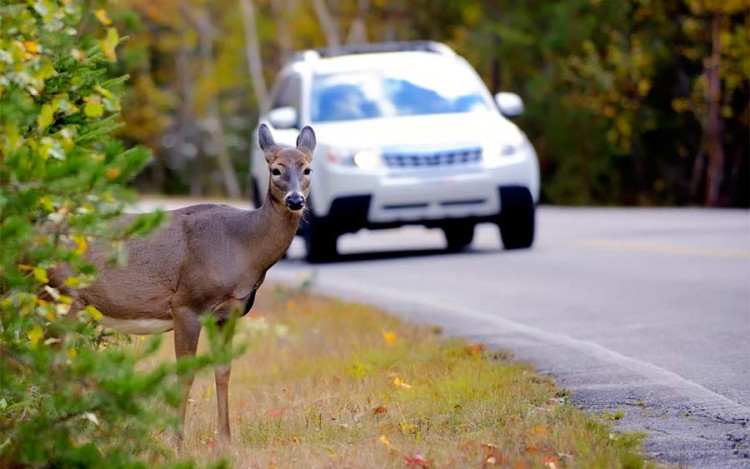 Nem mindennapi veszély fenyegeti a magyar autósokat