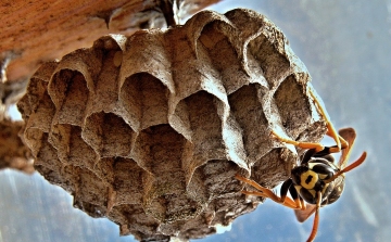 Méhek és darazsak okozta veszélyekre figyelmeztet a katasztrófavédelem